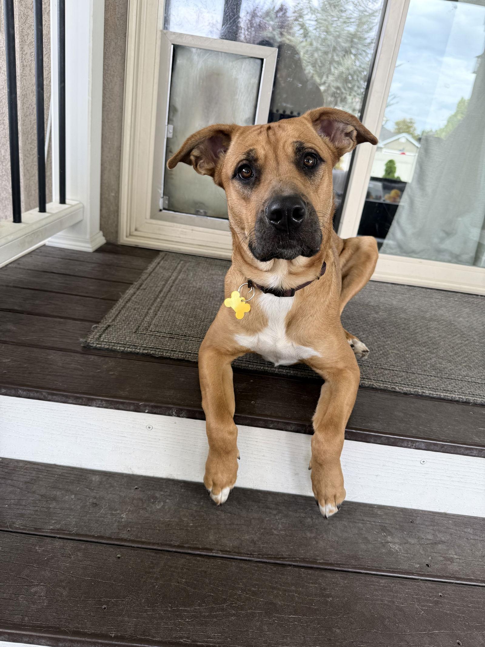 Nova Scotia, a Adoptable Boxer in Salt Lake City, UT image 1/3