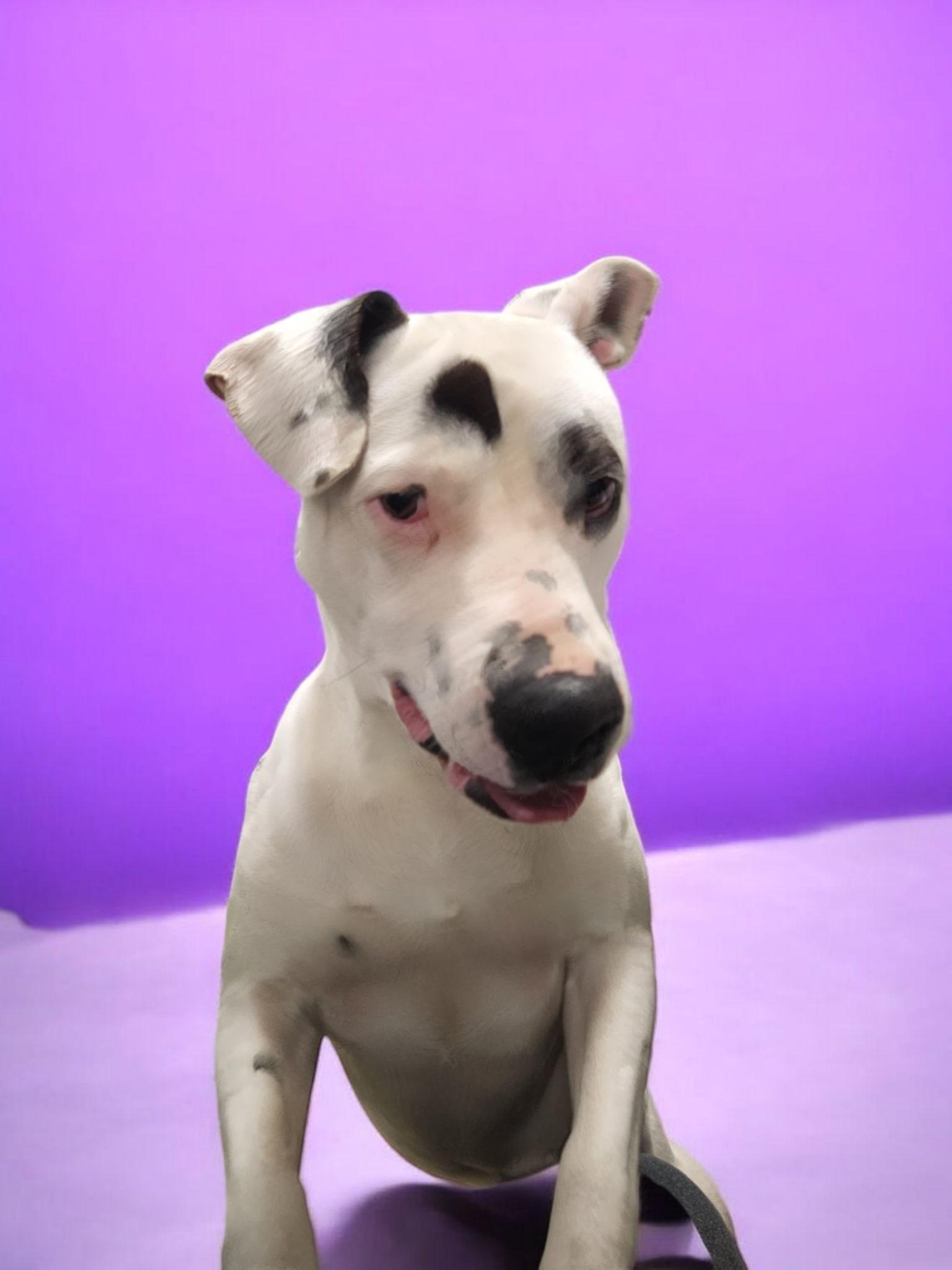 Bullseye, a Adoptable mixed breed in Horn Lake, MS image 6/6