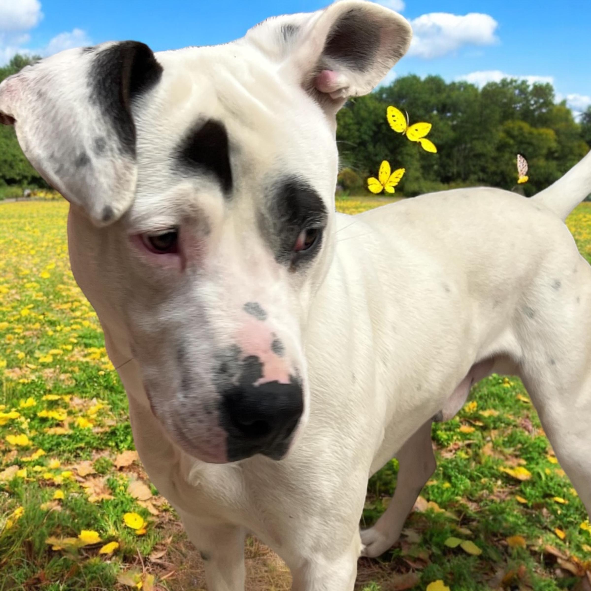 Bullseye, a Adoptable mixed breed in Horn Lake, MS image 1/6