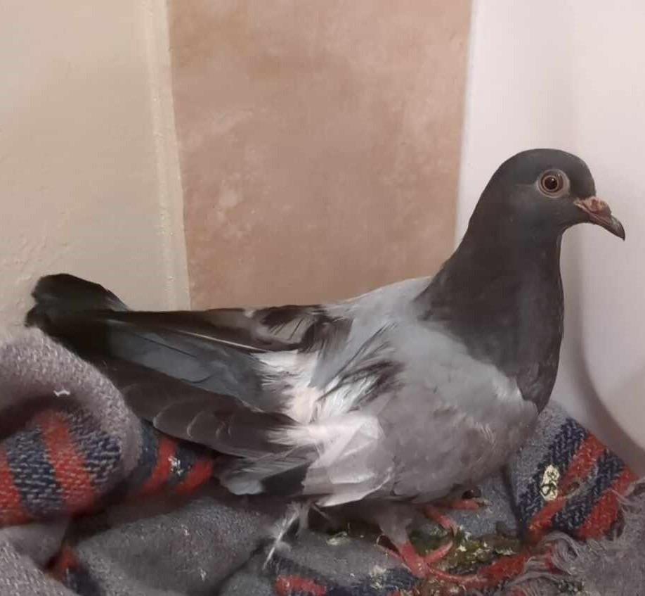 Slinky, Adoptable, Adult Male Pigeon.