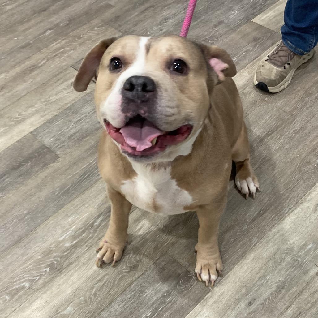 Resputia L-20-25, Adoptable, Senior Female Pit Bull Terrier & Mixed Breed.
