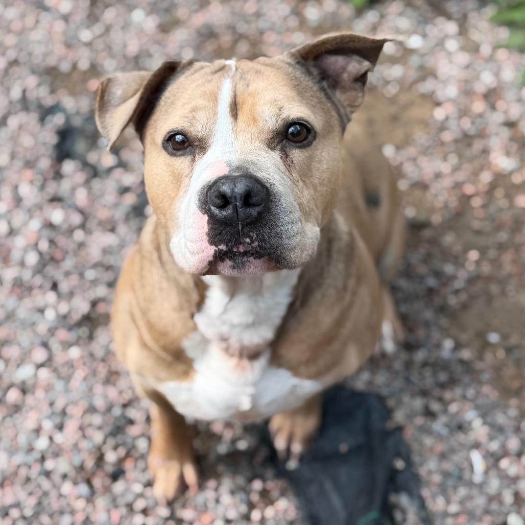 Enlarge Resputia L-20-25, a Adoptable mixed breed in Watertown, NY image 3/6