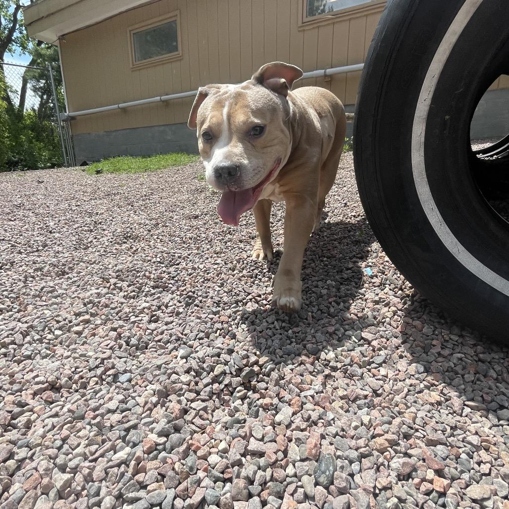 Enlarge Resputia L-20-25, a Adoptable mixed breed in Watertown, NY image 4/6