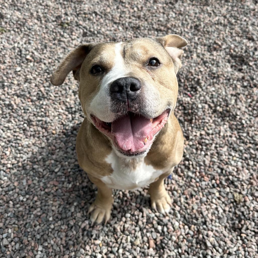 Enlarge Resputia L-20-25, a Adoptable mixed breed in Watertown, NY image 5/6