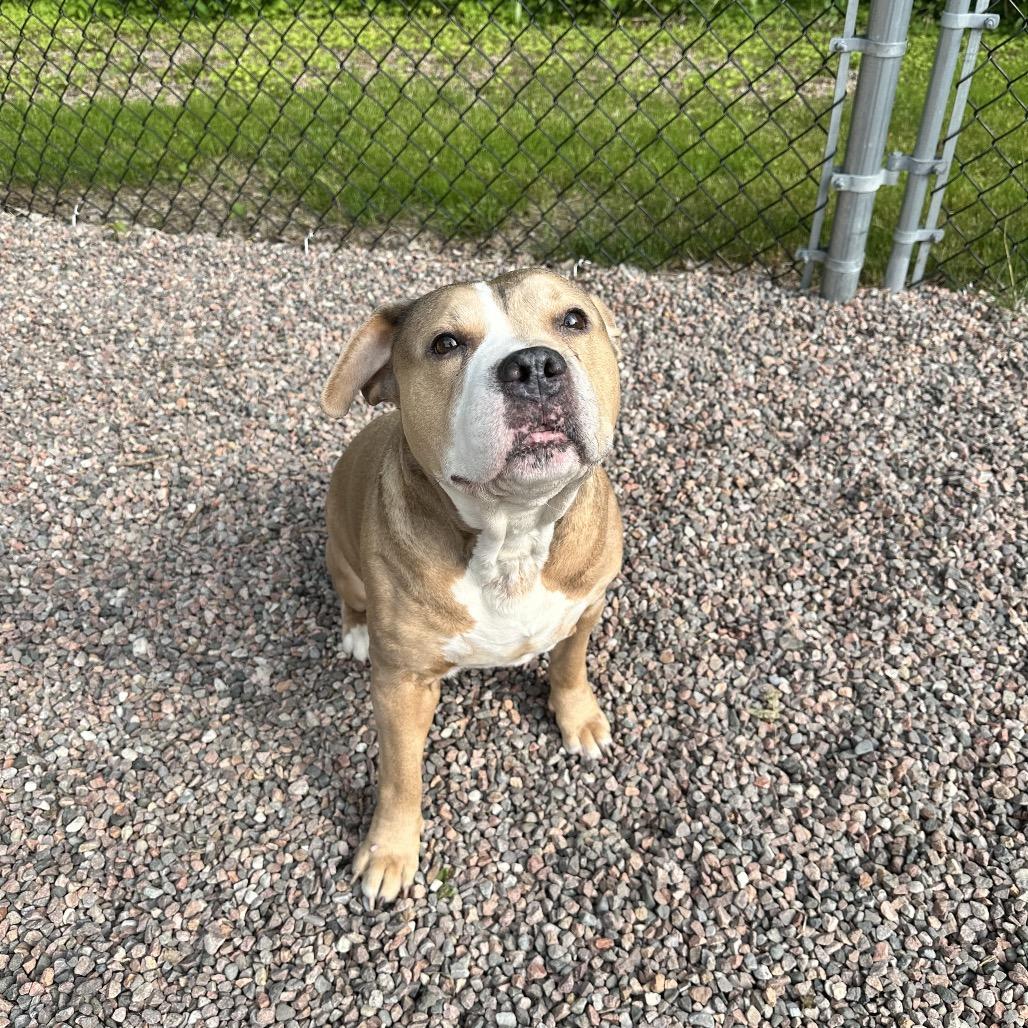 Enlarge Resputia L-20-25, a Adoptable mixed breed in Watertown, NY image 6/6