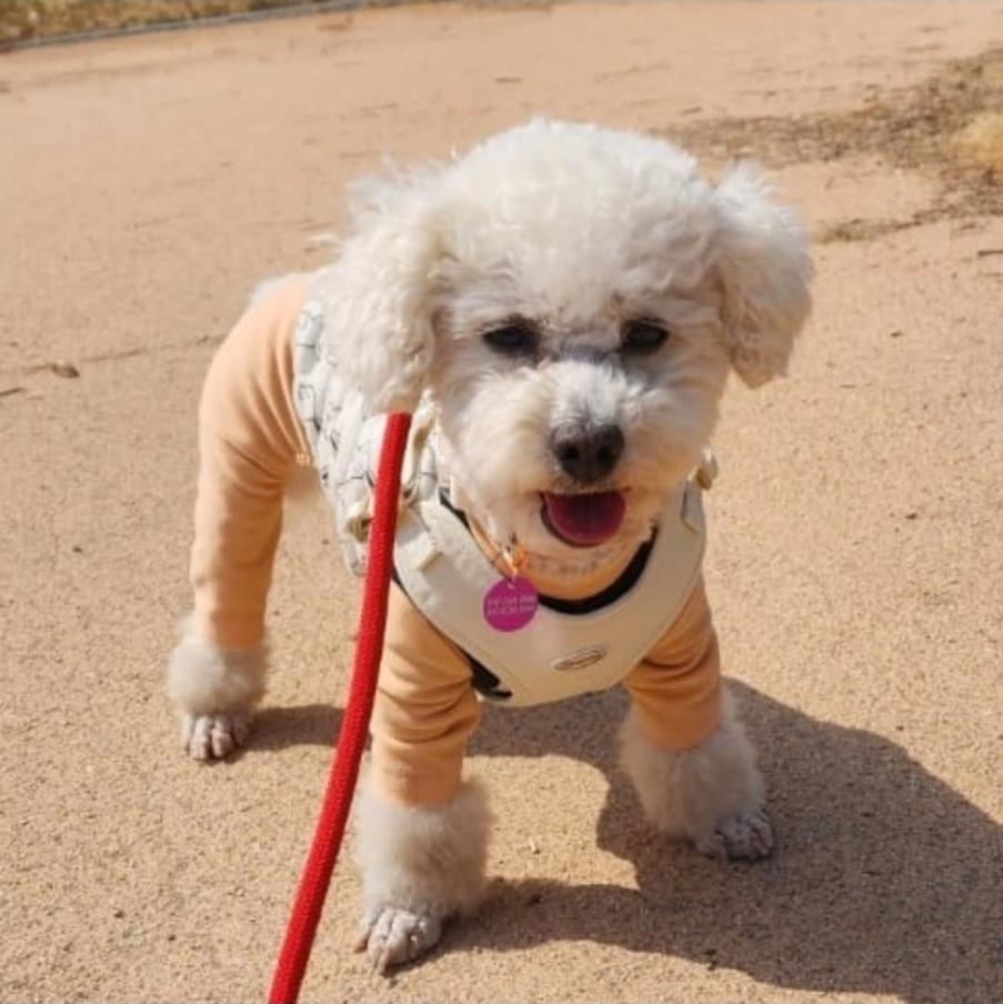 Enlarge Maddie, a ADOPTABLE Bichon Frise in Vancouver, BC image 2/5
