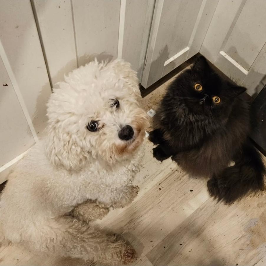 Enlarge Maddie, a ADOPTABLE Bichon Frise in Vancouver, BC image 4/5