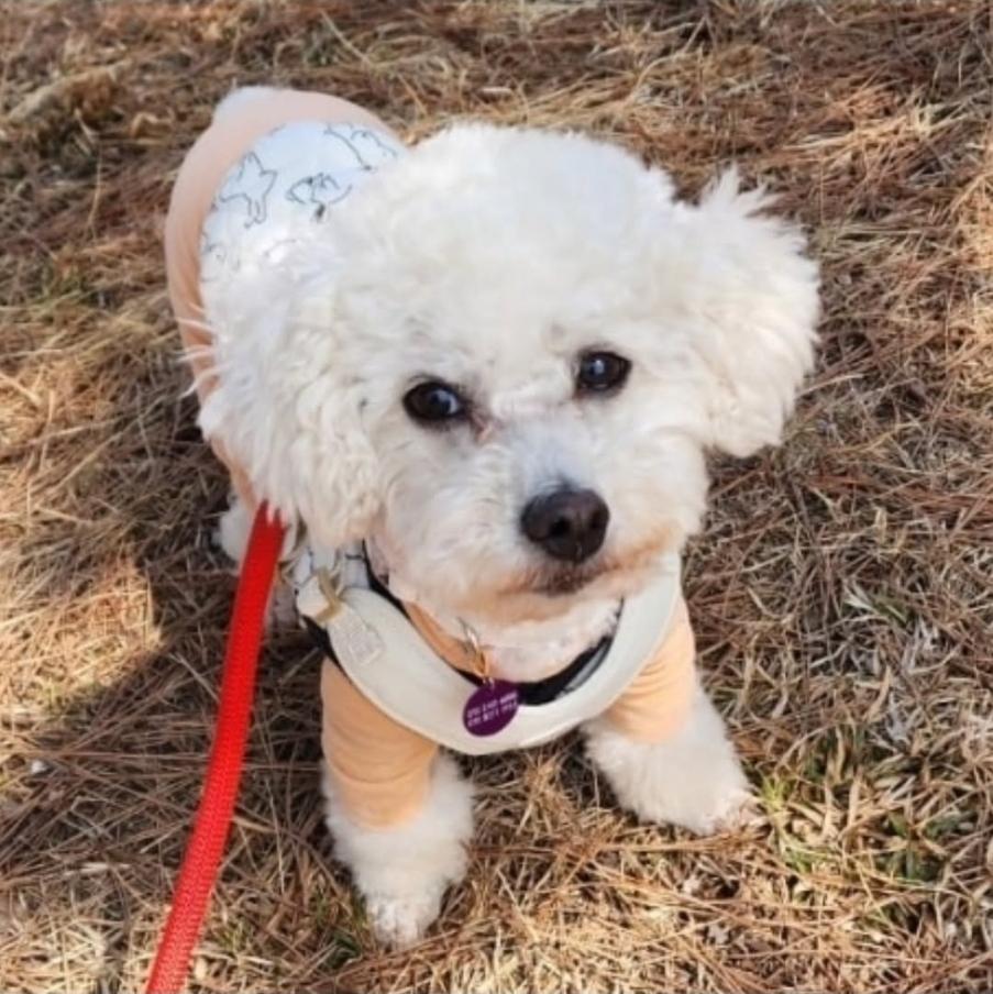 Maddie, ADOPTABLE, Adult Female Bichon Frise.