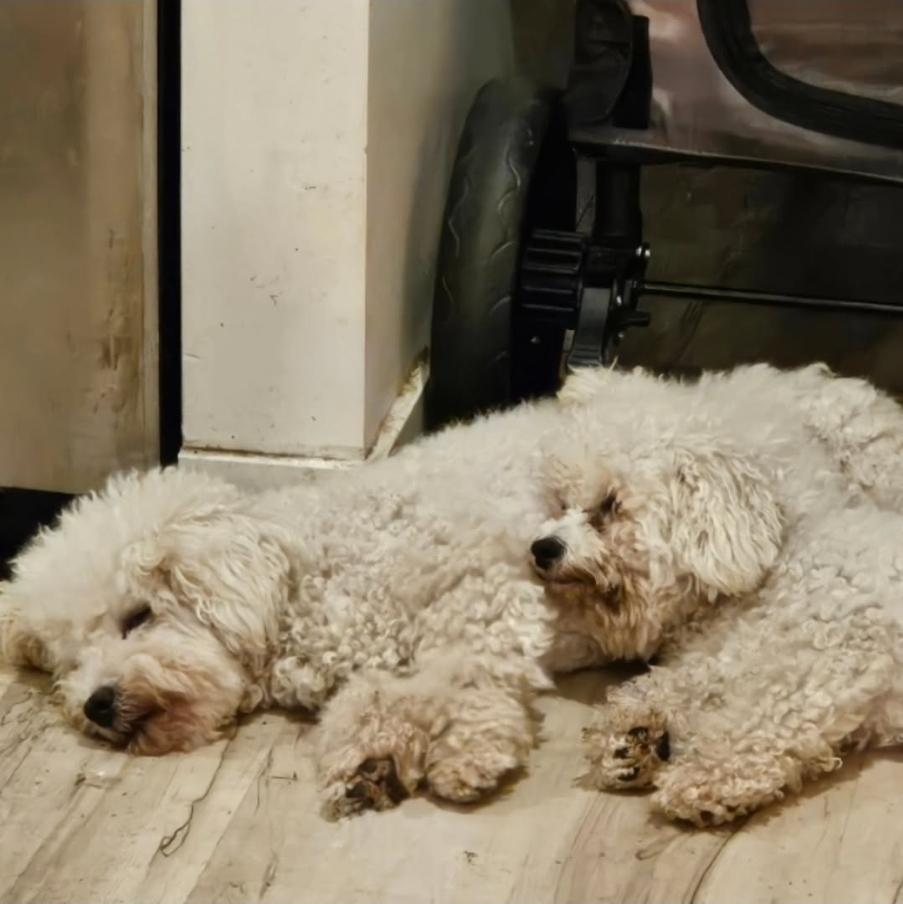 Enlarge Maddie, a ADOPTABLE Bichon Frise in Vancouver, BC image 3/5