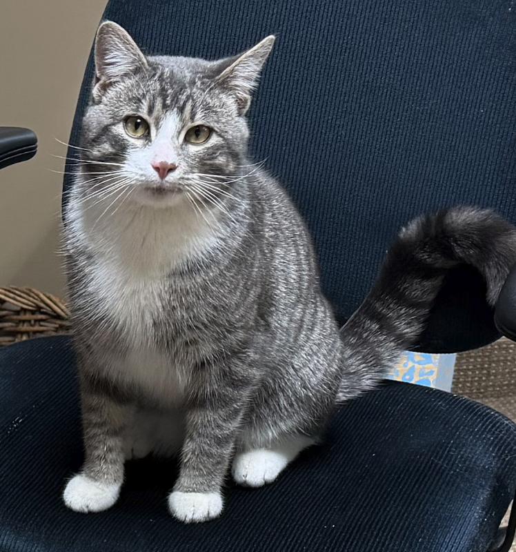 Enlarge Mercury, an adoptable mixed breed in Red Lodge, MT image 2/2