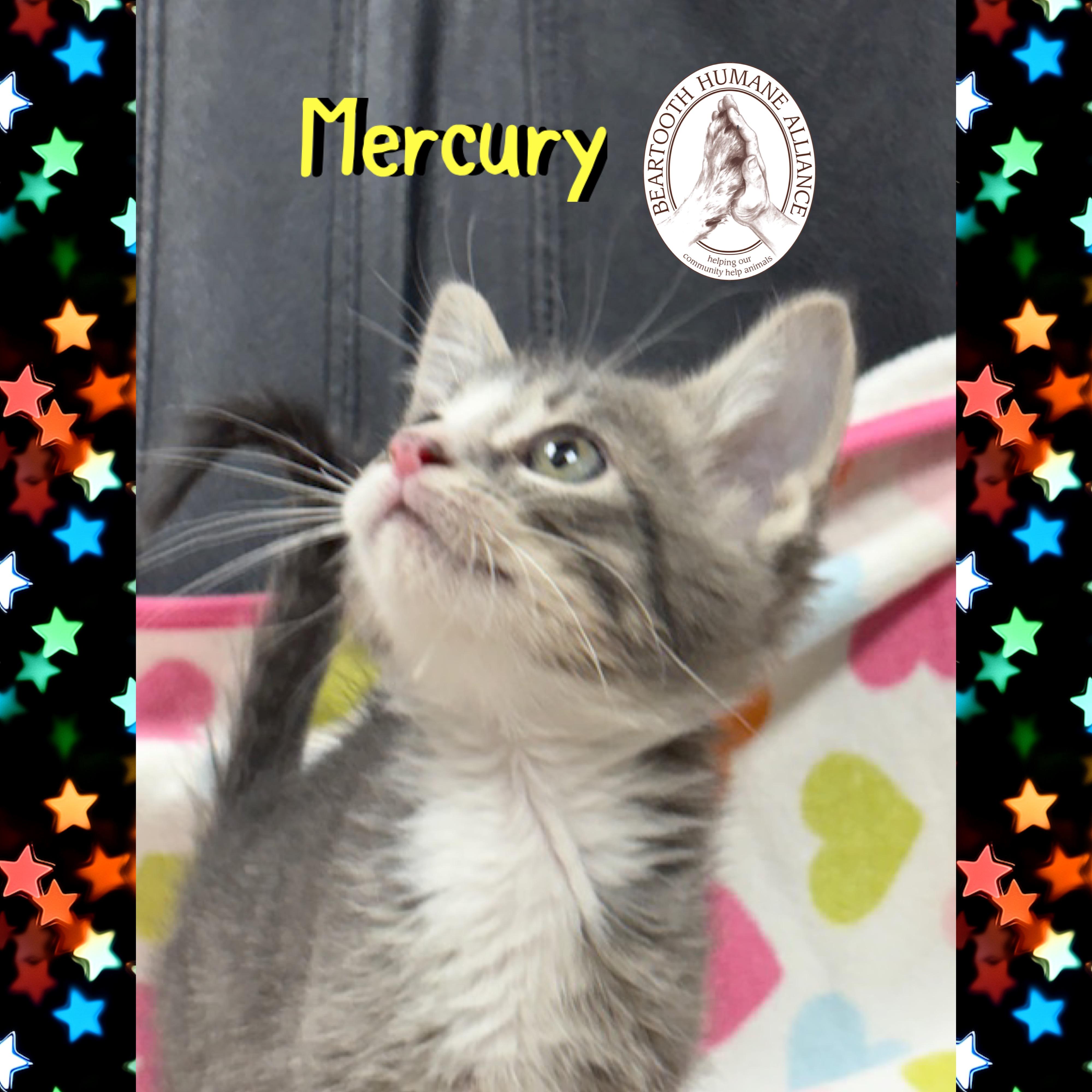 Mercury, an adoptable Domestic Medium Hair in Red Lodge, MT, 59068 | Photo Image 1