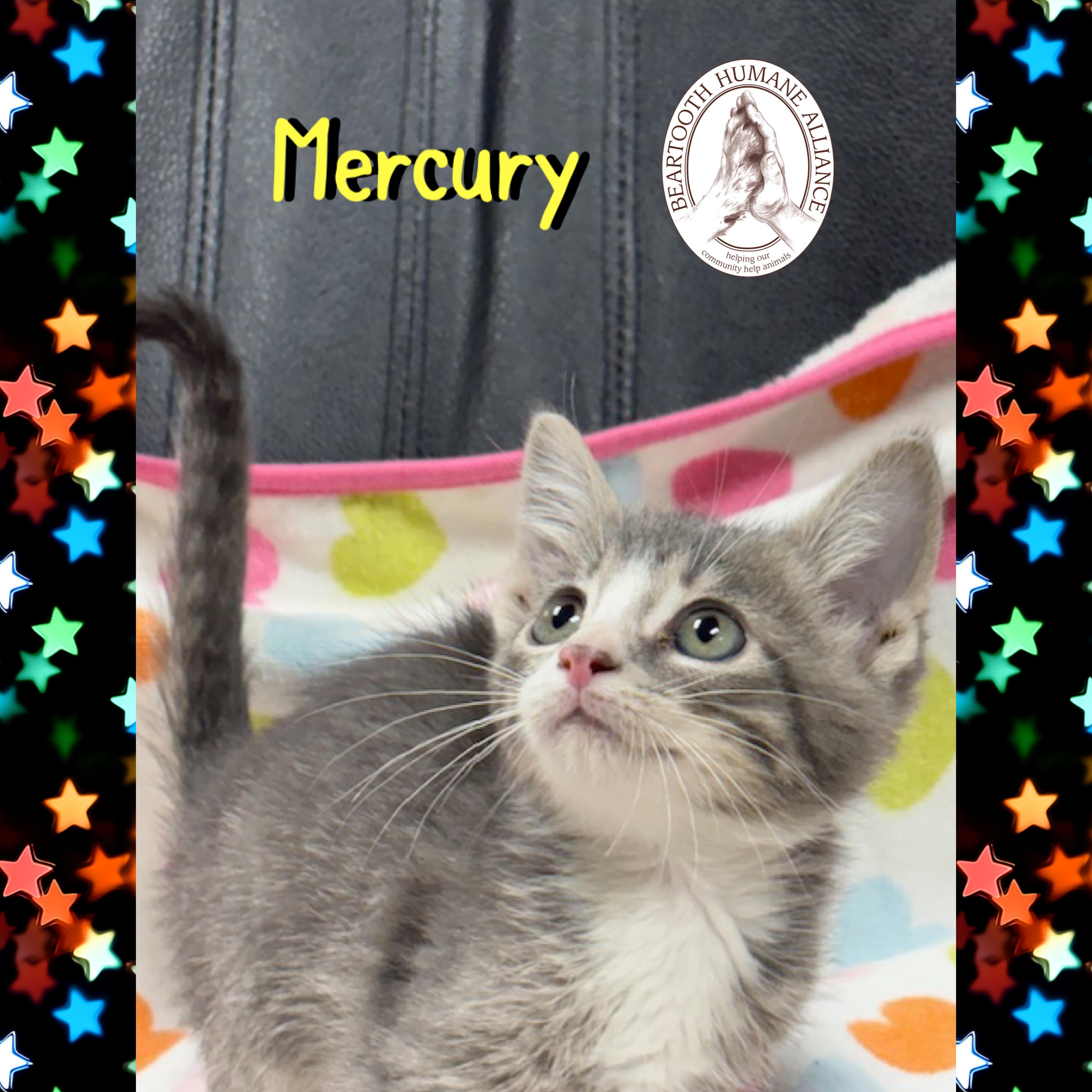 Mercury, an adoptable Domestic Medium Hair in Red Lodge, MT, 59068 | Photo Image 2
