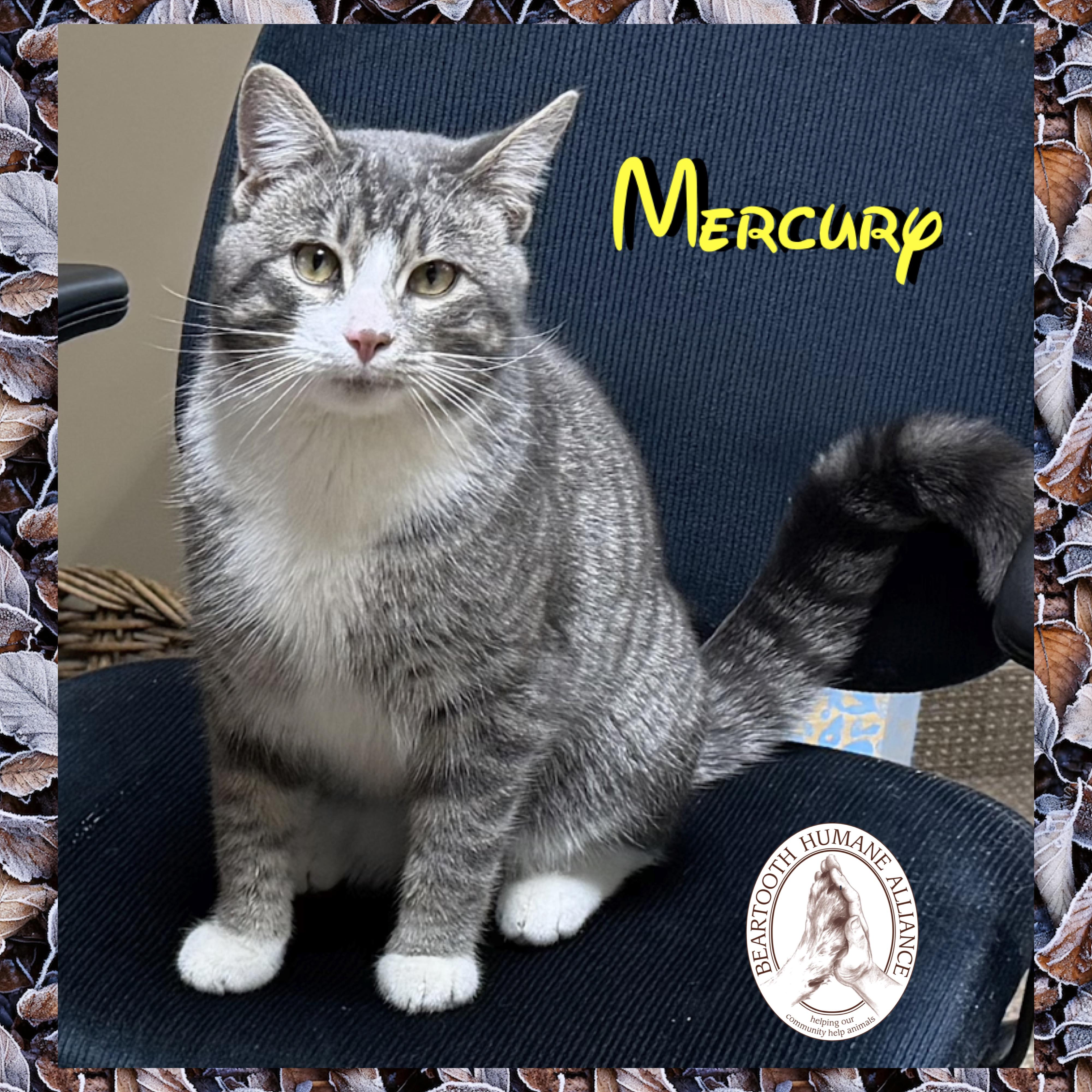 Enlarge Mercury, an adoptable mixed breed in Red Lodge, MT image 1/2