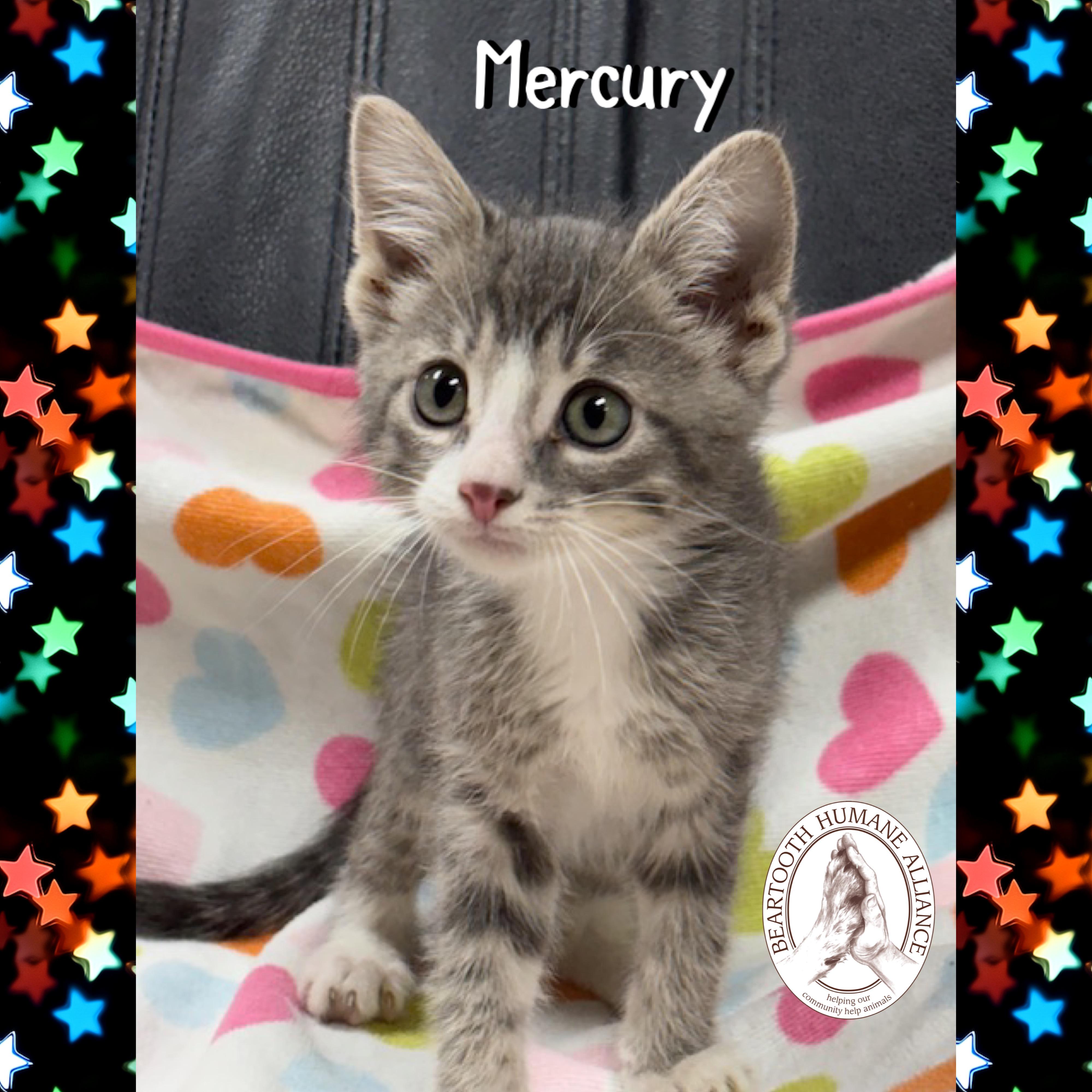 Mercury, an adoptable Domestic Medium Hair in Red Lodge, MT, 59068 | Photo Image 3