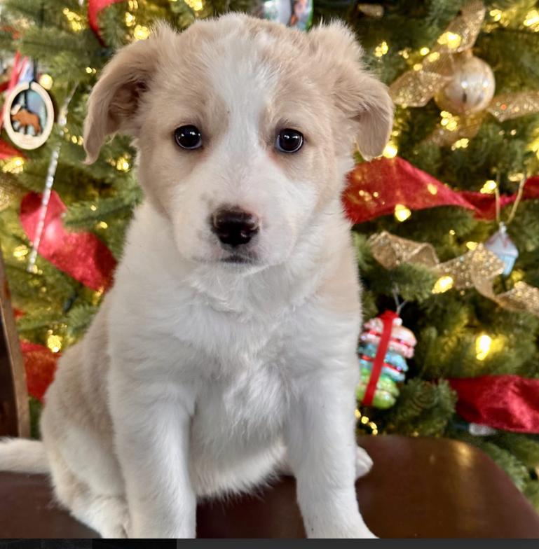 January, ADOPTABLE, Puppy Female German Shepherd Dog & Pit Bull Terrier.