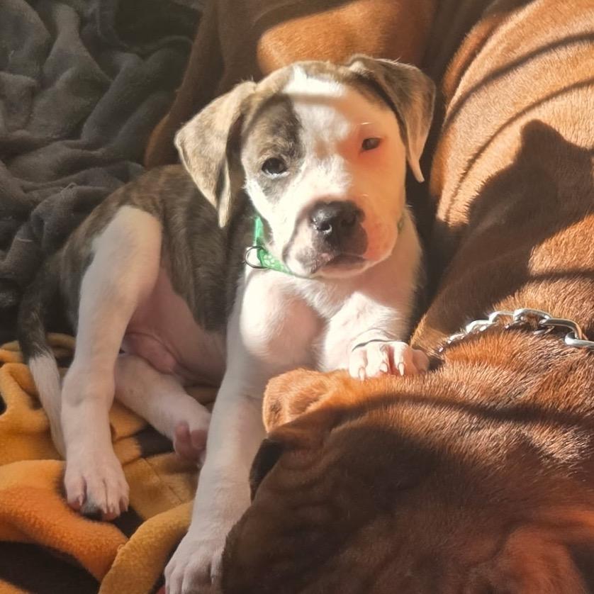 Lance, adopted, Young Male Boxer.