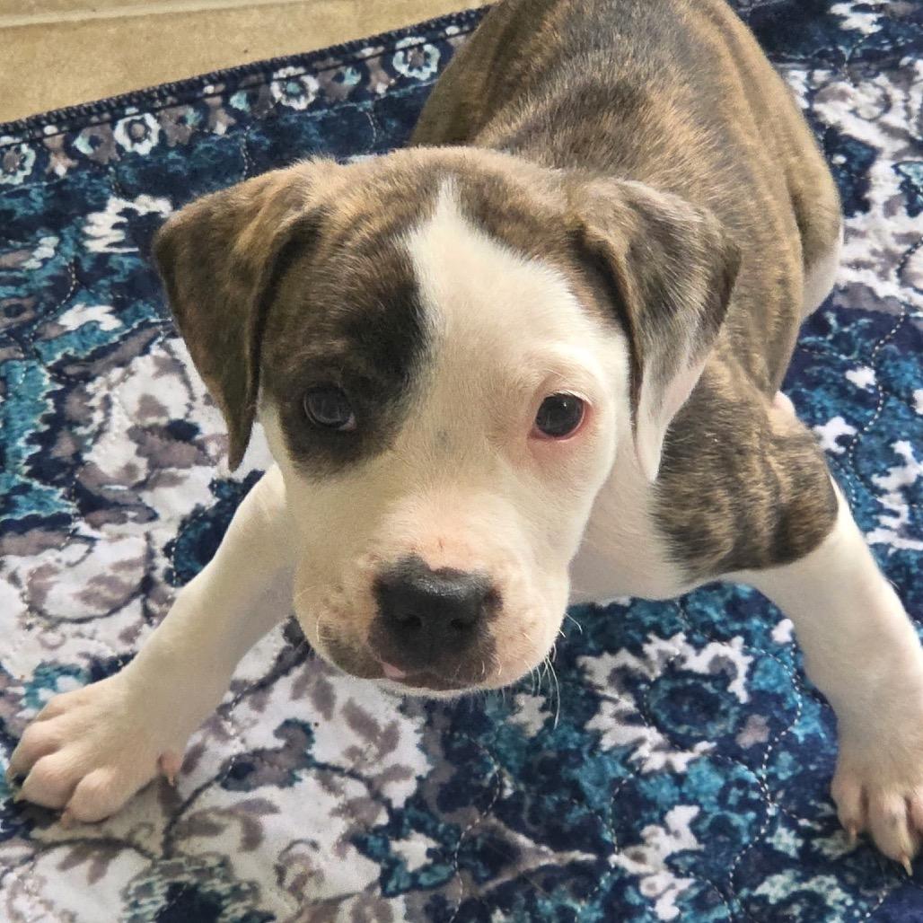 Enlarge Lance, an adopted mixed breed in Medford, NY image 2/3