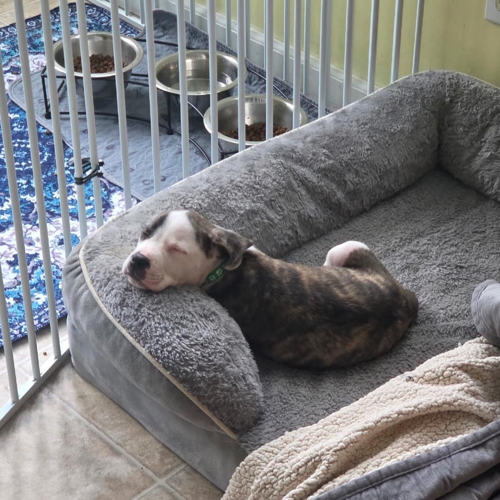 Enlarge Lance, an adopted mixed breed in Medford, NY image 3/3