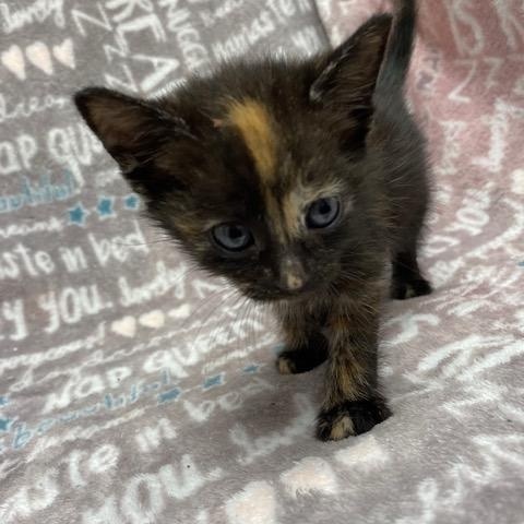Toffee, Adopted, Kitten Female Domestic Short Hair.