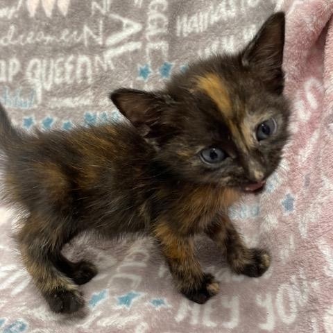 Toffee, a Adopted Domestic Short Hair in LANETT, AL image 2/3