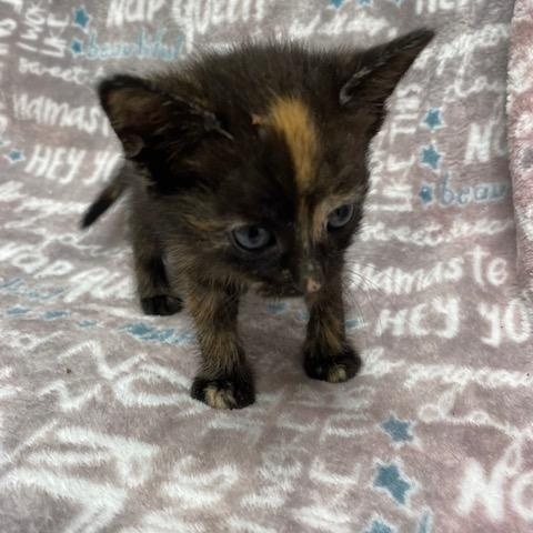 Toffee, Adopted, Kitten Female Domestic Short Hair.