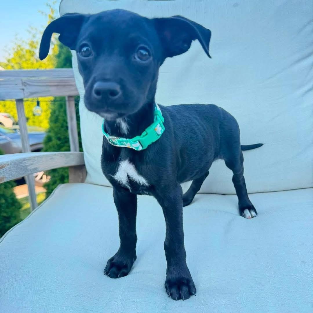 Enlarge Jade, an adopted Mixed Breed in Yaphank, NY image 3/6