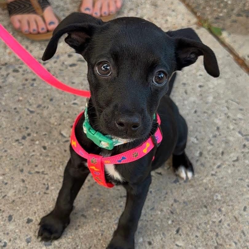 Enlarge Jade, an adopted Mixed Breed in Yaphank, NY image 4/6