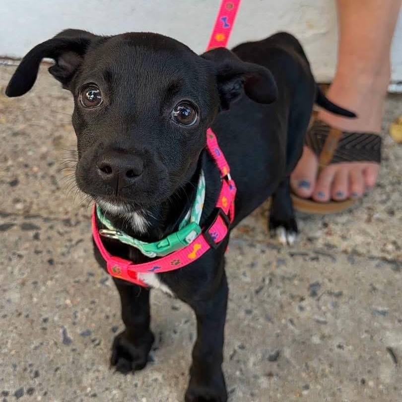 Jade, adopted, Puppy Female Mixed Breed.