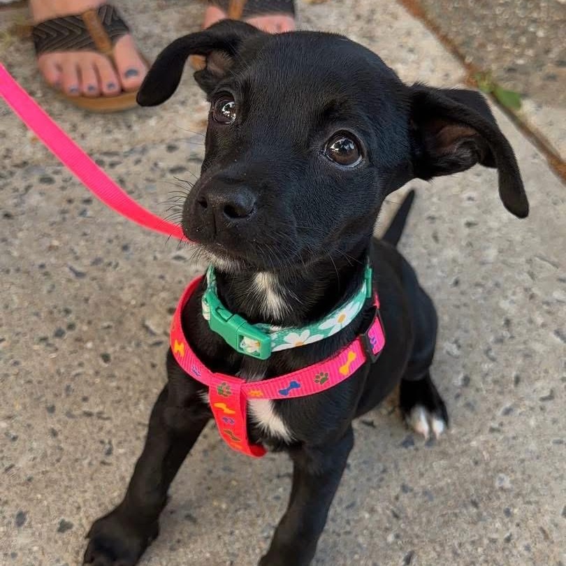 Enlarge Jade, an adopted Mixed Breed in Yaphank, NY image 6/6