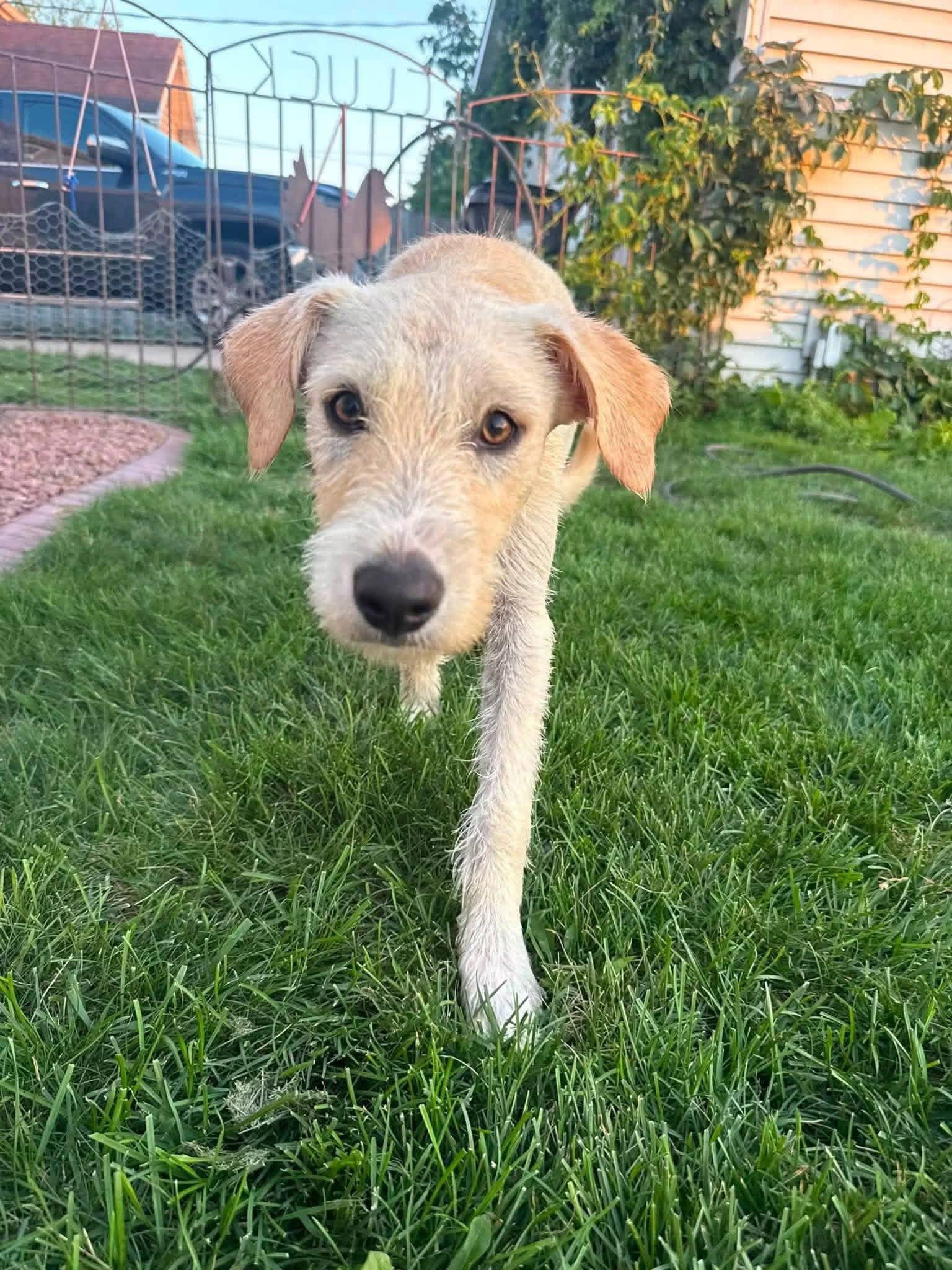 Joker, Adoptable, Puppy Male Terrier.
