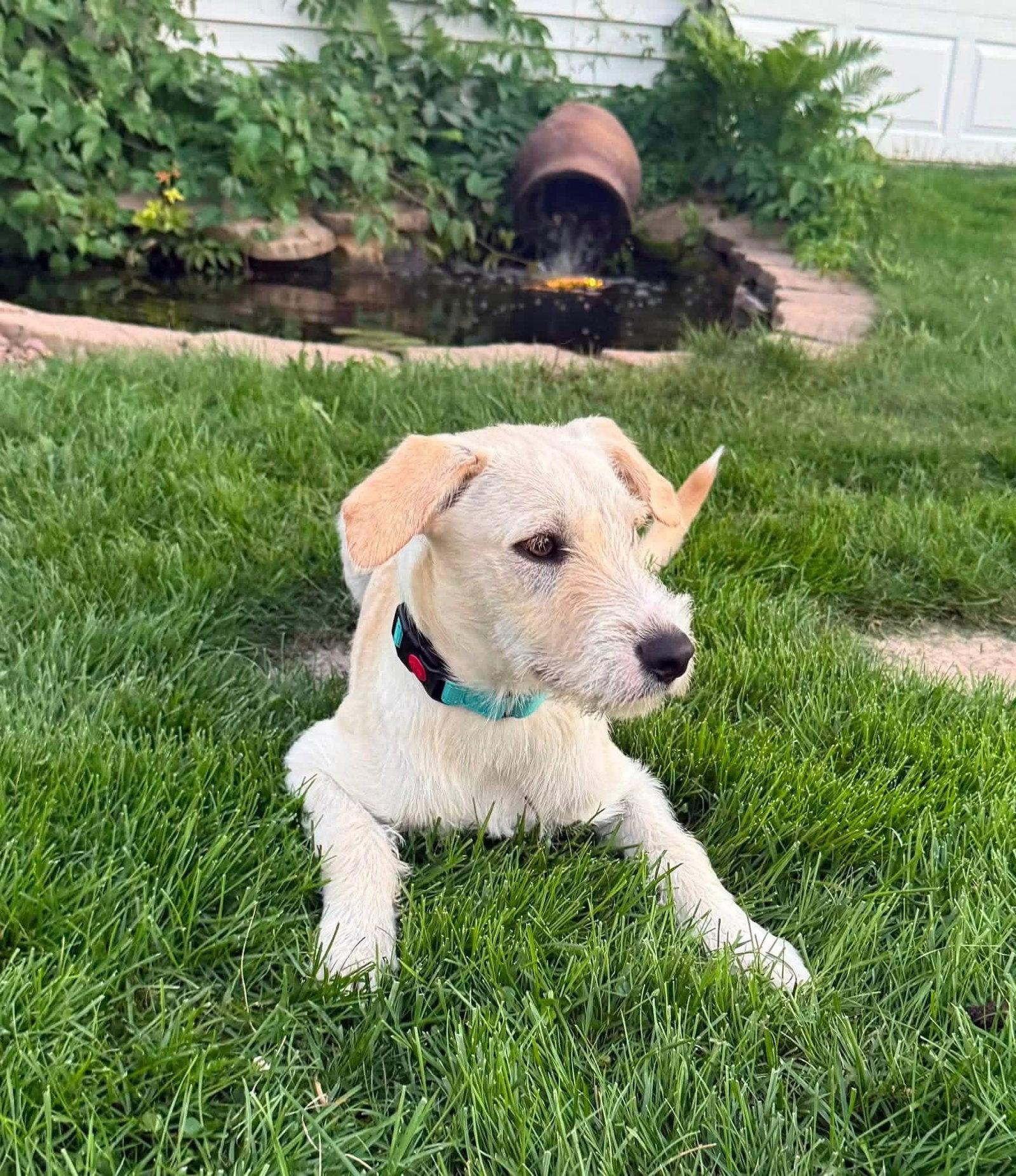 Joker, a Adoptable Terrier in New London, WI image 2/3