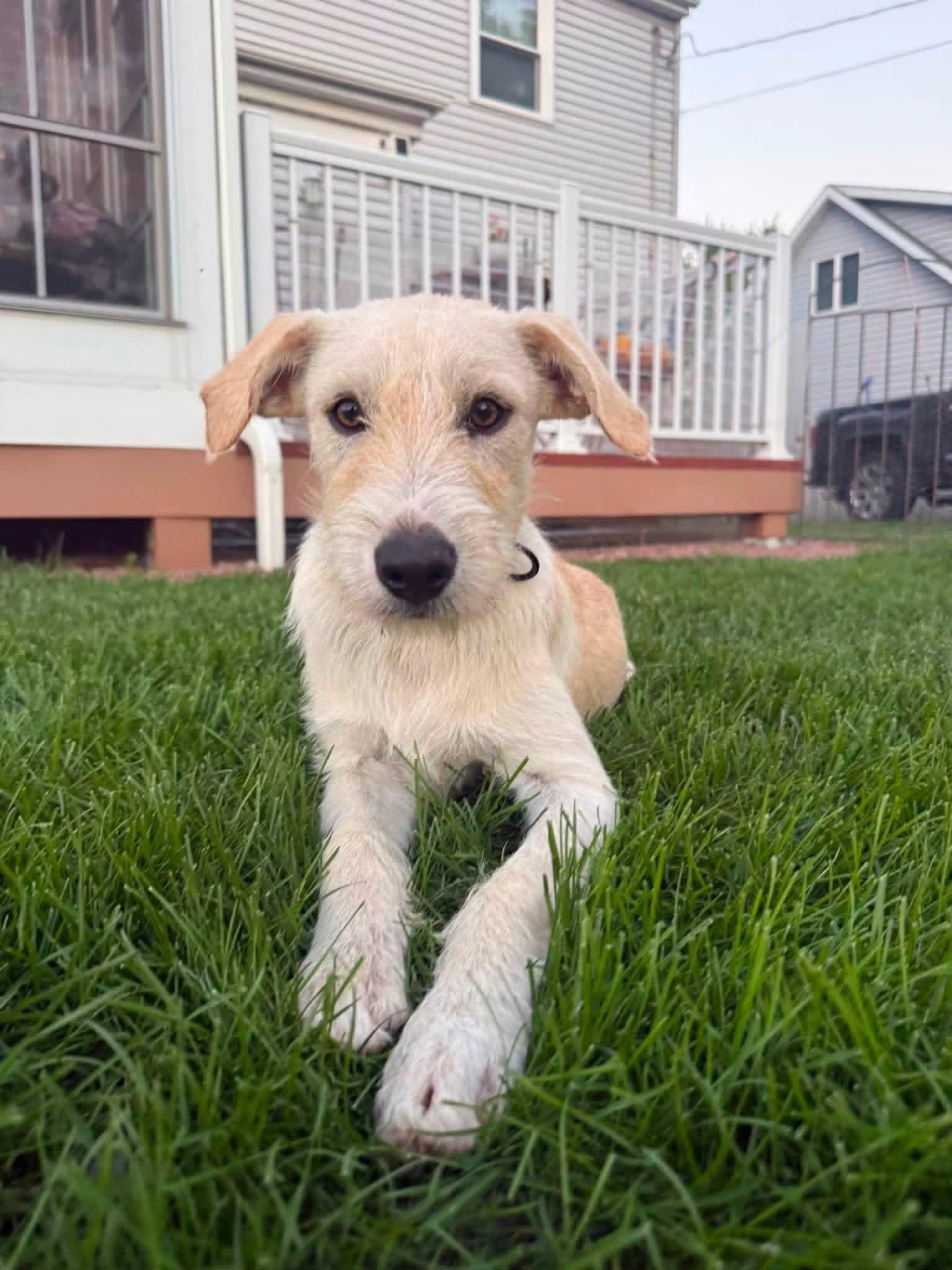 Joker, a Adoptable Terrier in New London, WI image 3/3