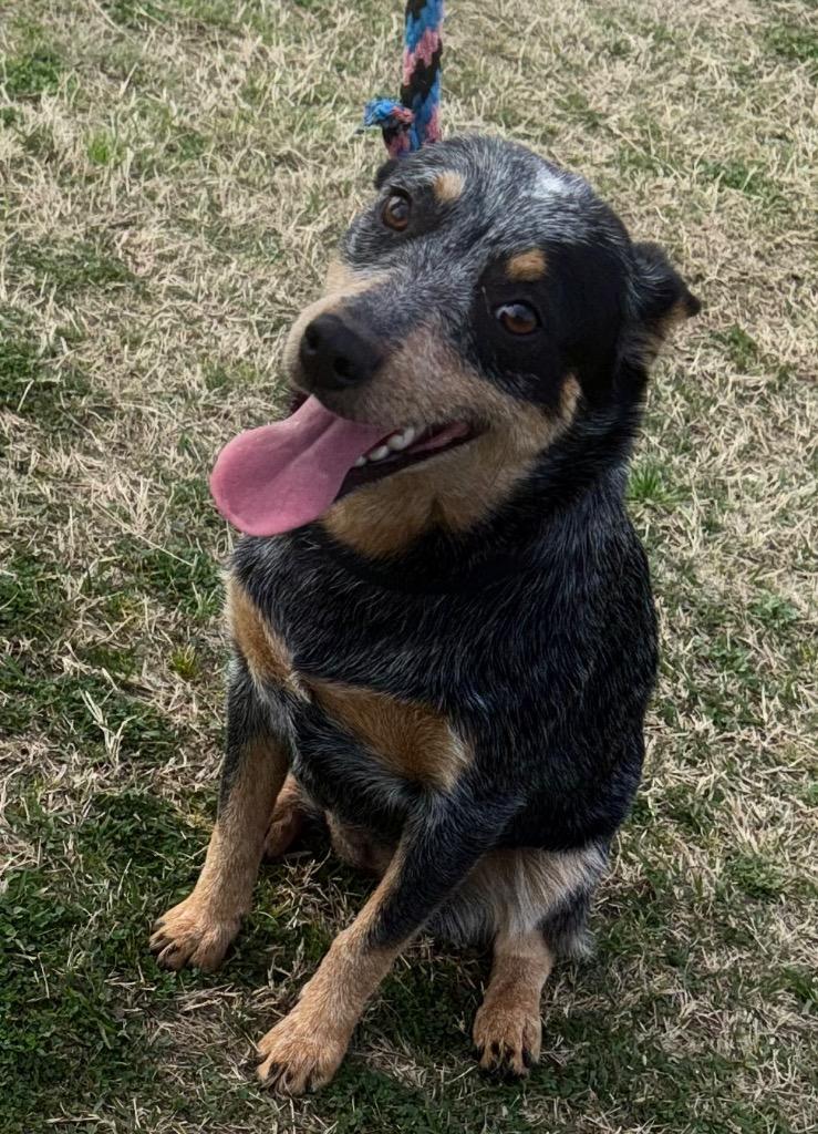 Ellie, Adopted, Young Female Australian Cattle Dog / Blue Heeler.