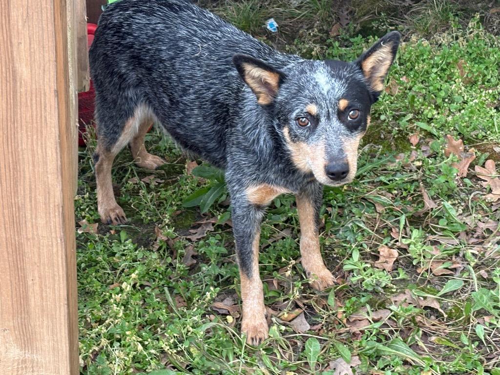 Enlarge Ellie, a Adopted Australian Cattle Dog / Blue Heeler in Quinlan, TX image 2/2