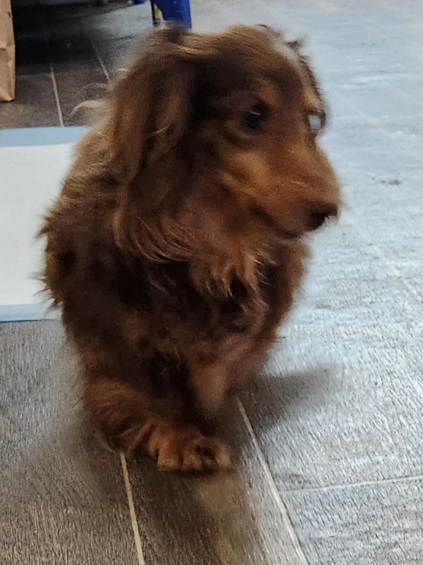 Enlarge Maggie Mae, a Adopted Dachshund (Miniature Long Haired) in Draper, VA image 1/2