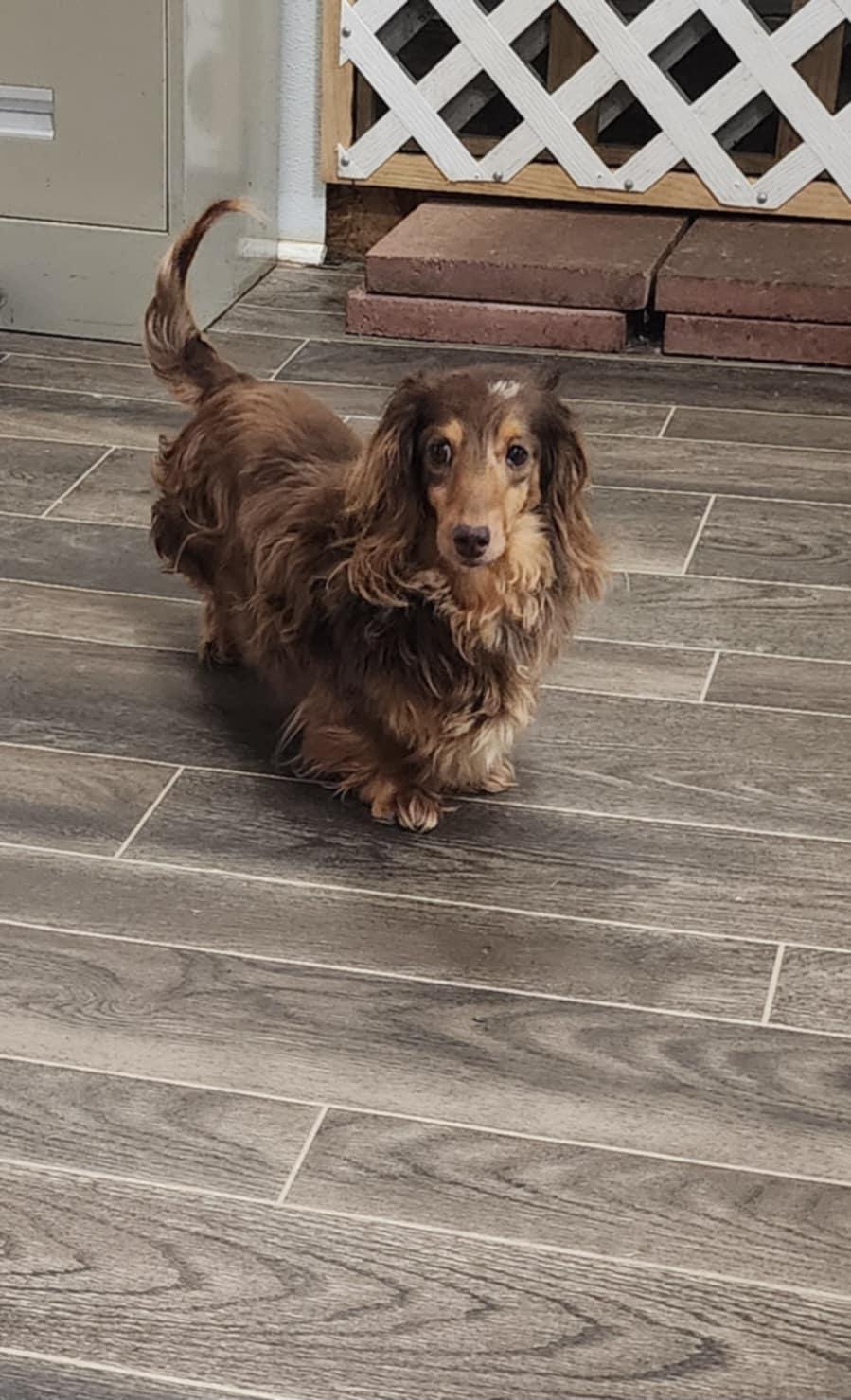 Enlarge Maggie Mae, a Adopted Dachshund (Miniature Long Haired) in Draper, VA image 2/2