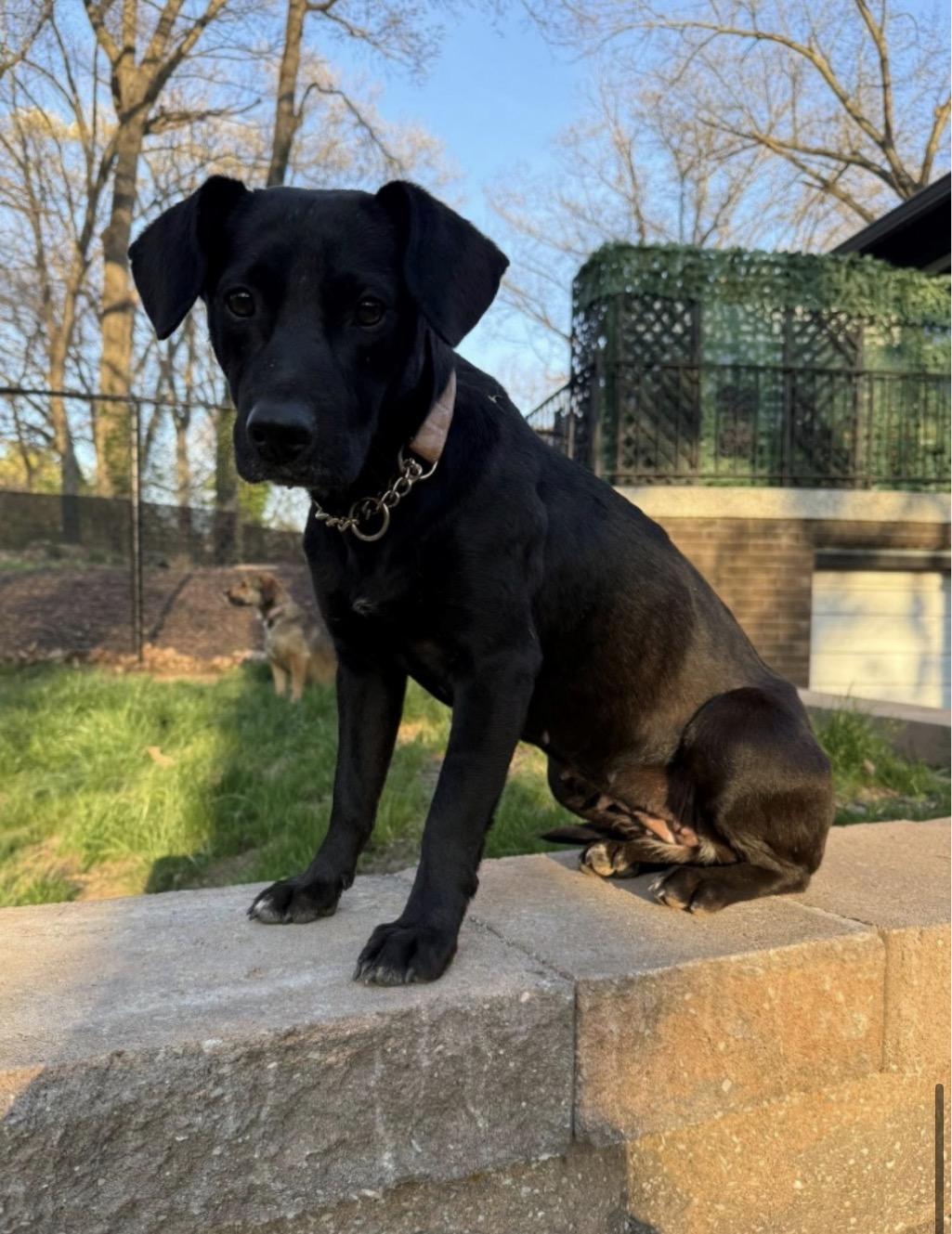 Bella, ADOPTABLE, Adult Female Mixed Breed.