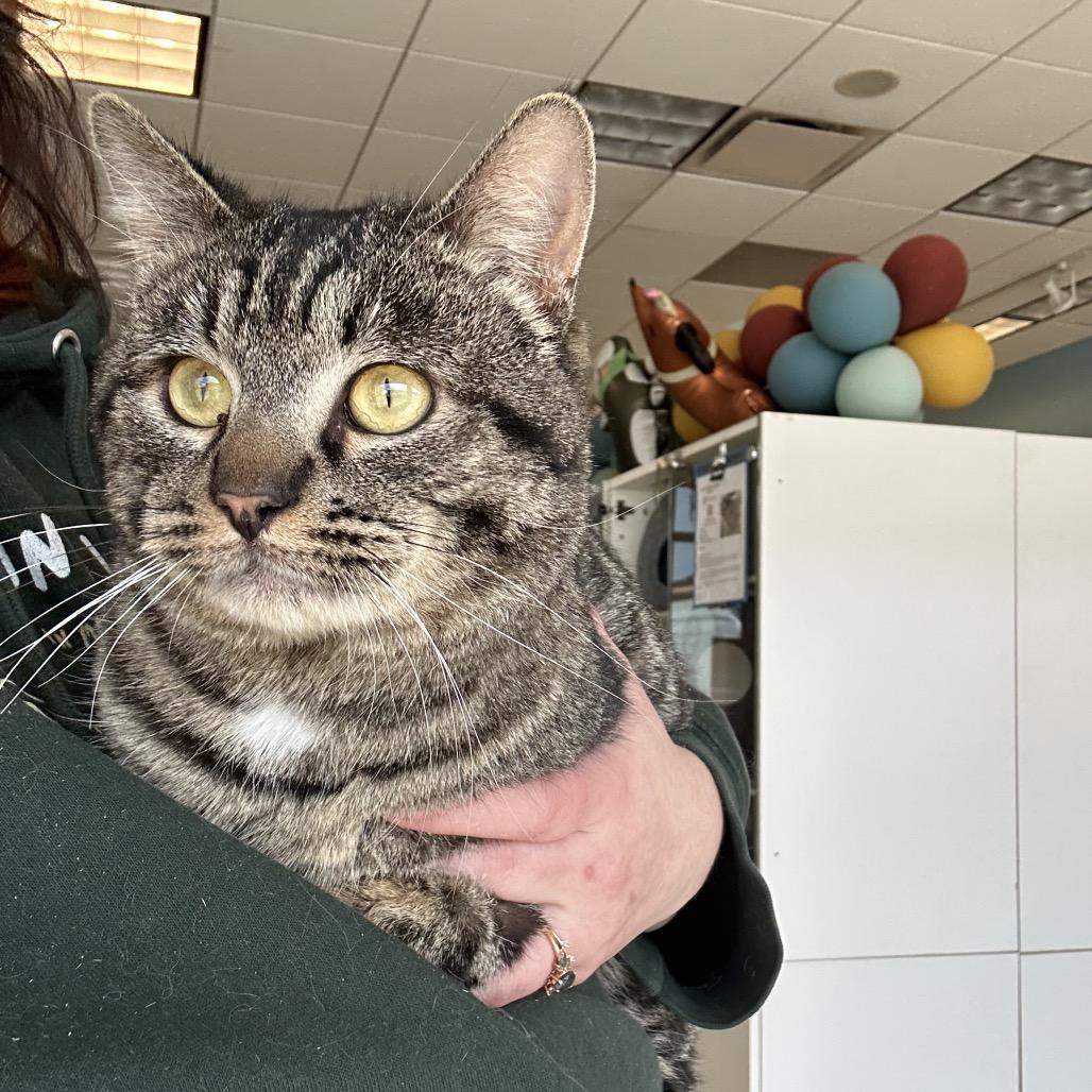 Enlarge Sting Ray, a Adoptable Domestic Short Hair in Park City, UT image 1/5