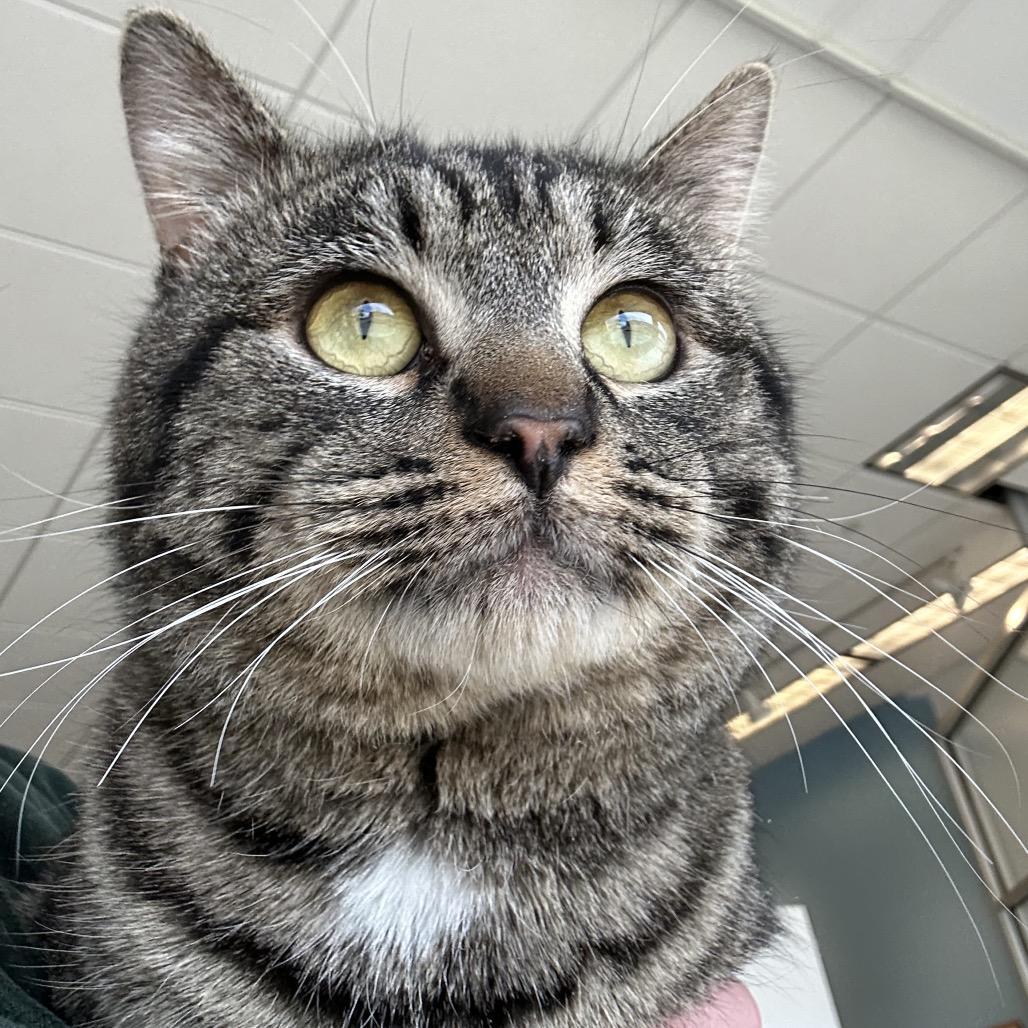 Enlarge Sting Ray, a Adoptable Domestic Short Hair in Park City, UT image 2/5
