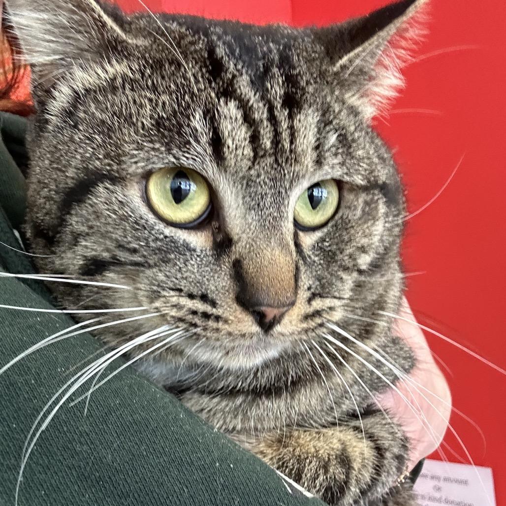 Enlarge Sting Ray, a Adoptable Domestic Short Hair in Park City, UT image 3/5