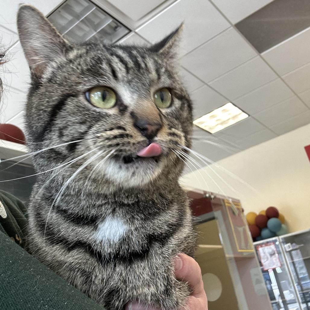 Enlarge Sting Ray, a Adoptable Domestic Short Hair in Park City, UT image 4/5