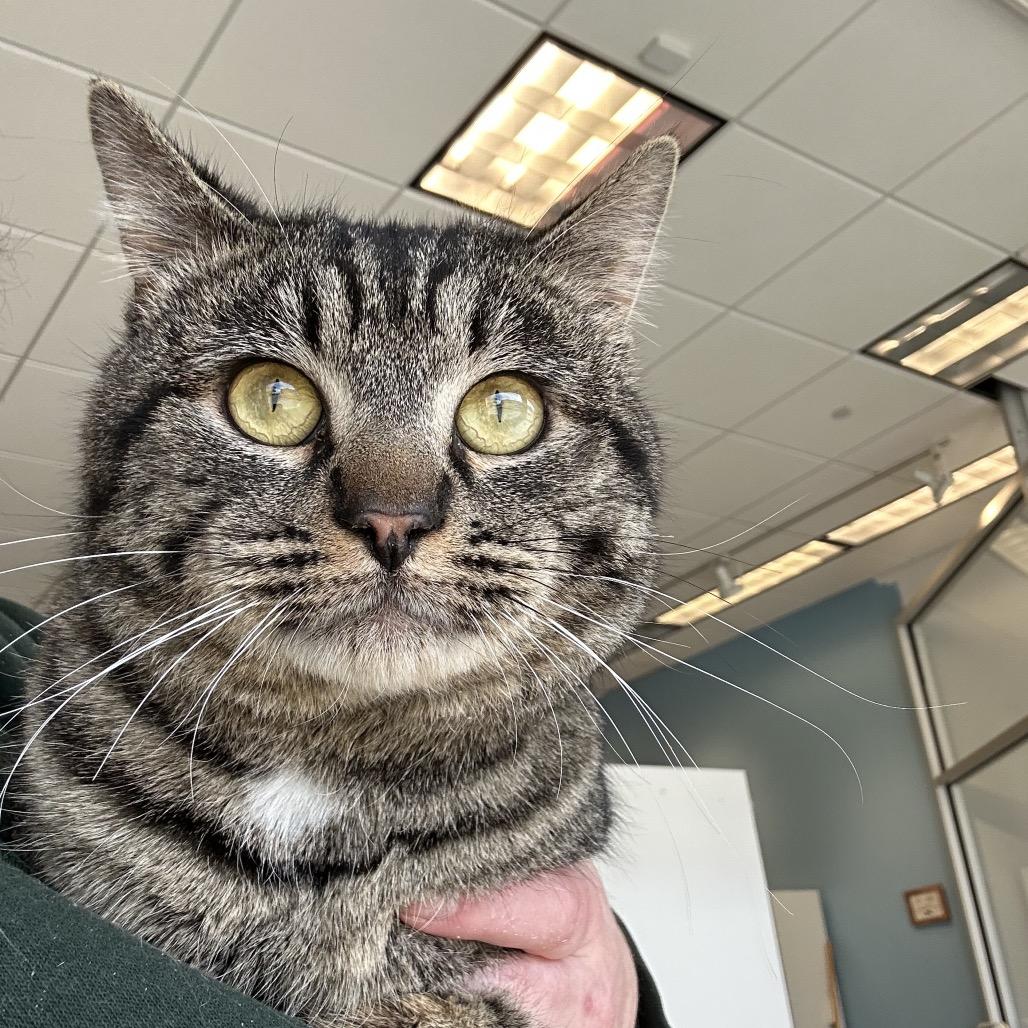 Enlarge Sting Ray, a Adoptable Domestic Short Hair in Park City, UT image 5/5