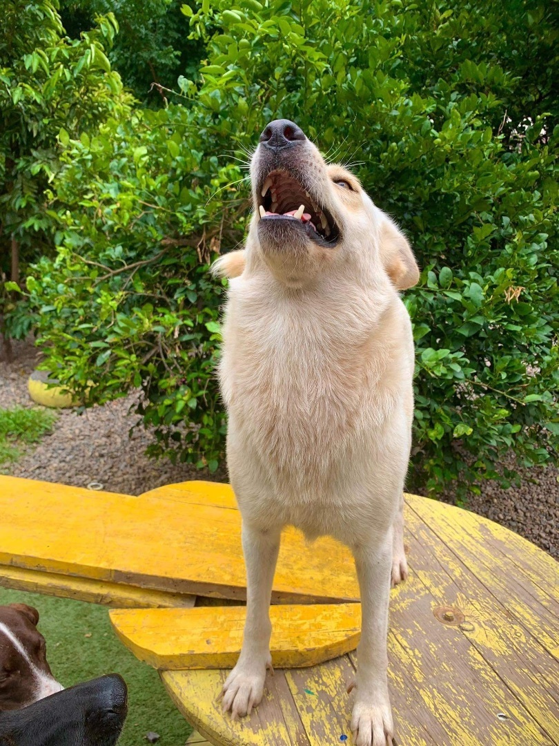 Loba, a Adoptable mixed breed in North Vancouver, BC image 1/13