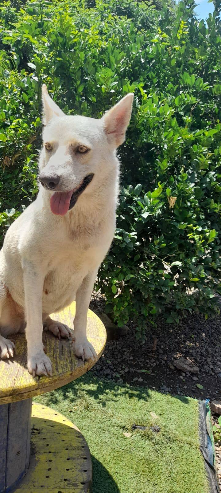 Loba, a Adoptable mixed breed in North Vancouver, BC image 2/13