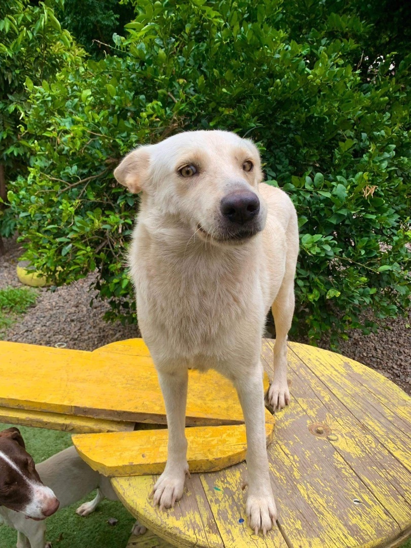 Loba, a Adoptable mixed breed in North Vancouver, BC image 3/13