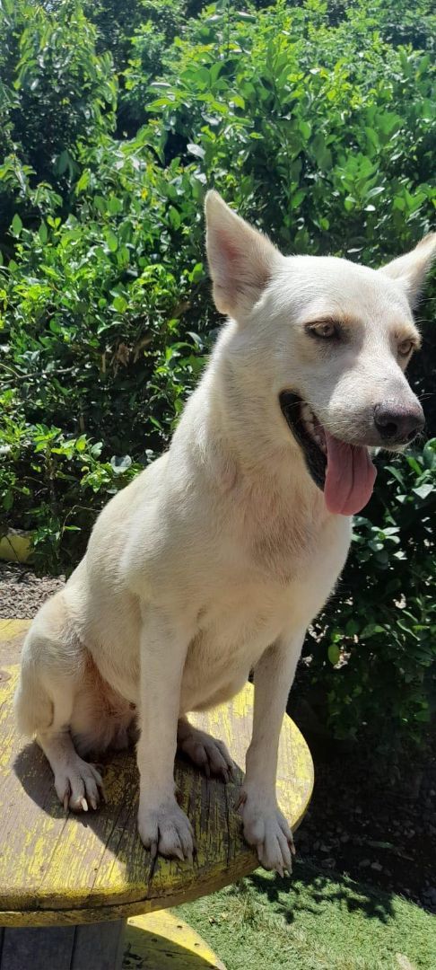 Loba, a Adoptable mixed breed in North Vancouver, BC image 4/13