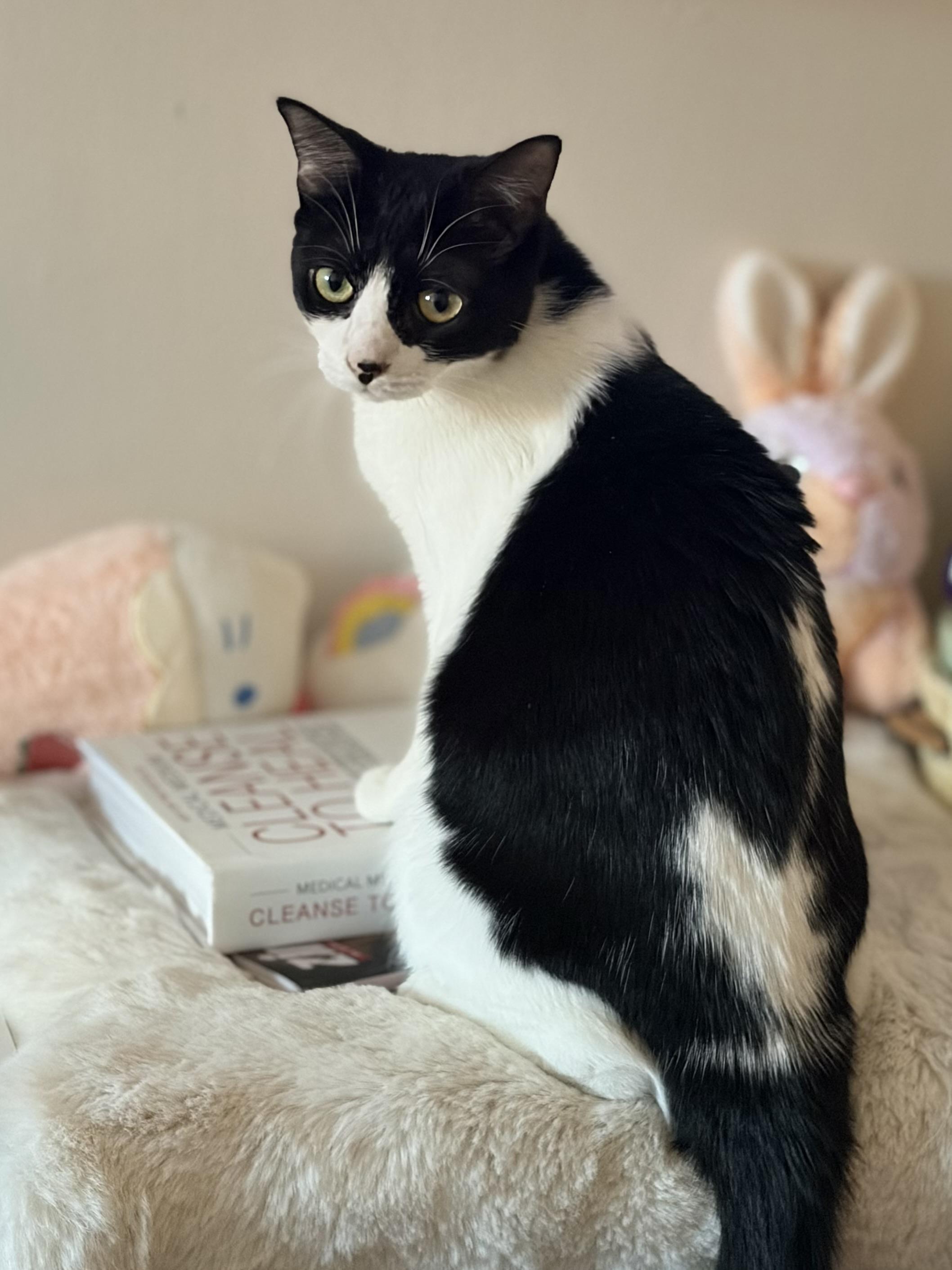 Enlarge Bravo & Boté (DUO), a Adoptable Tuxedo in Verdun, QC image 6/6