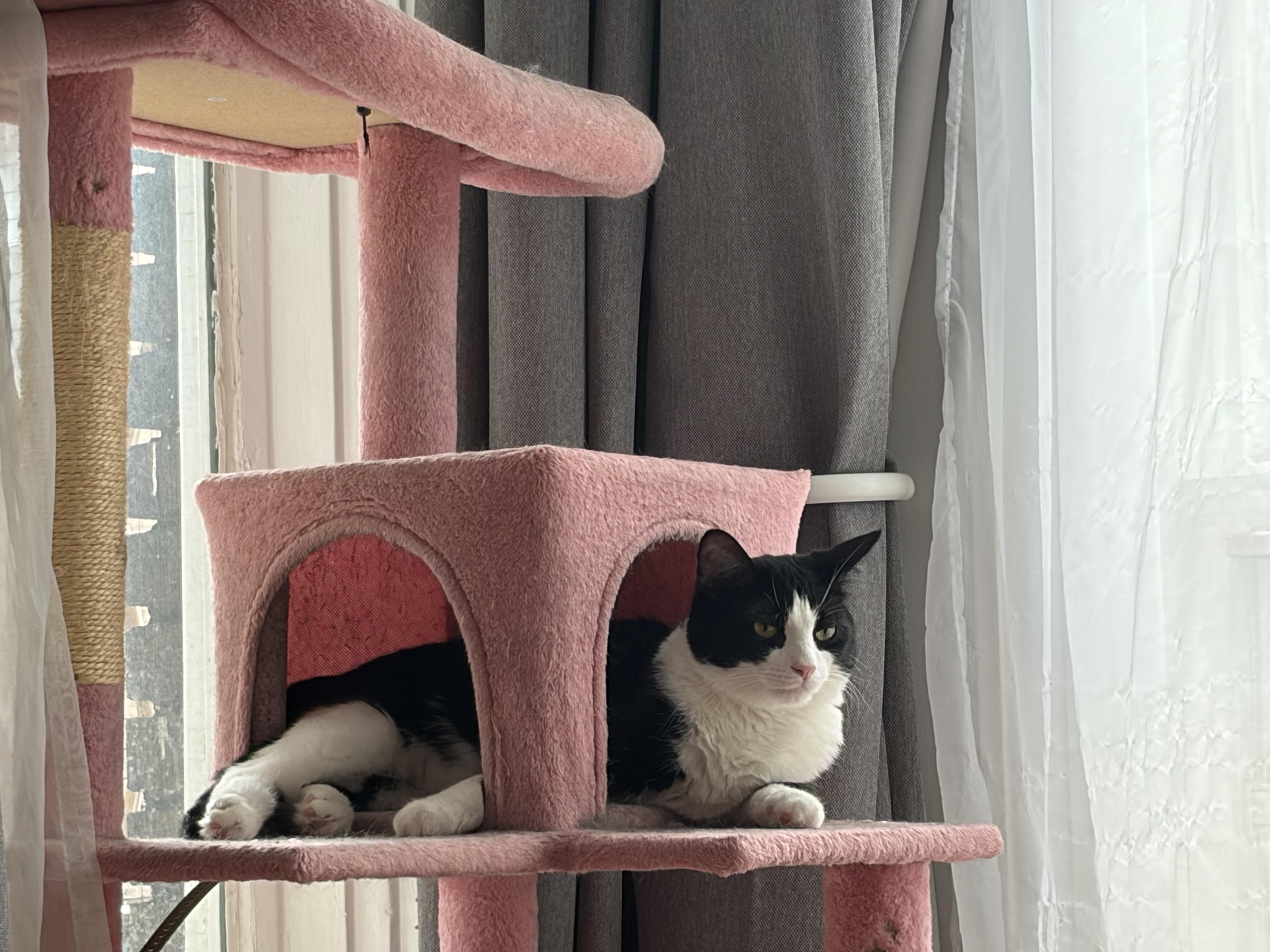 Enlarge Bravo & Boté (DUO), a Adoptable Tuxedo in Verdun, QC image 2/6