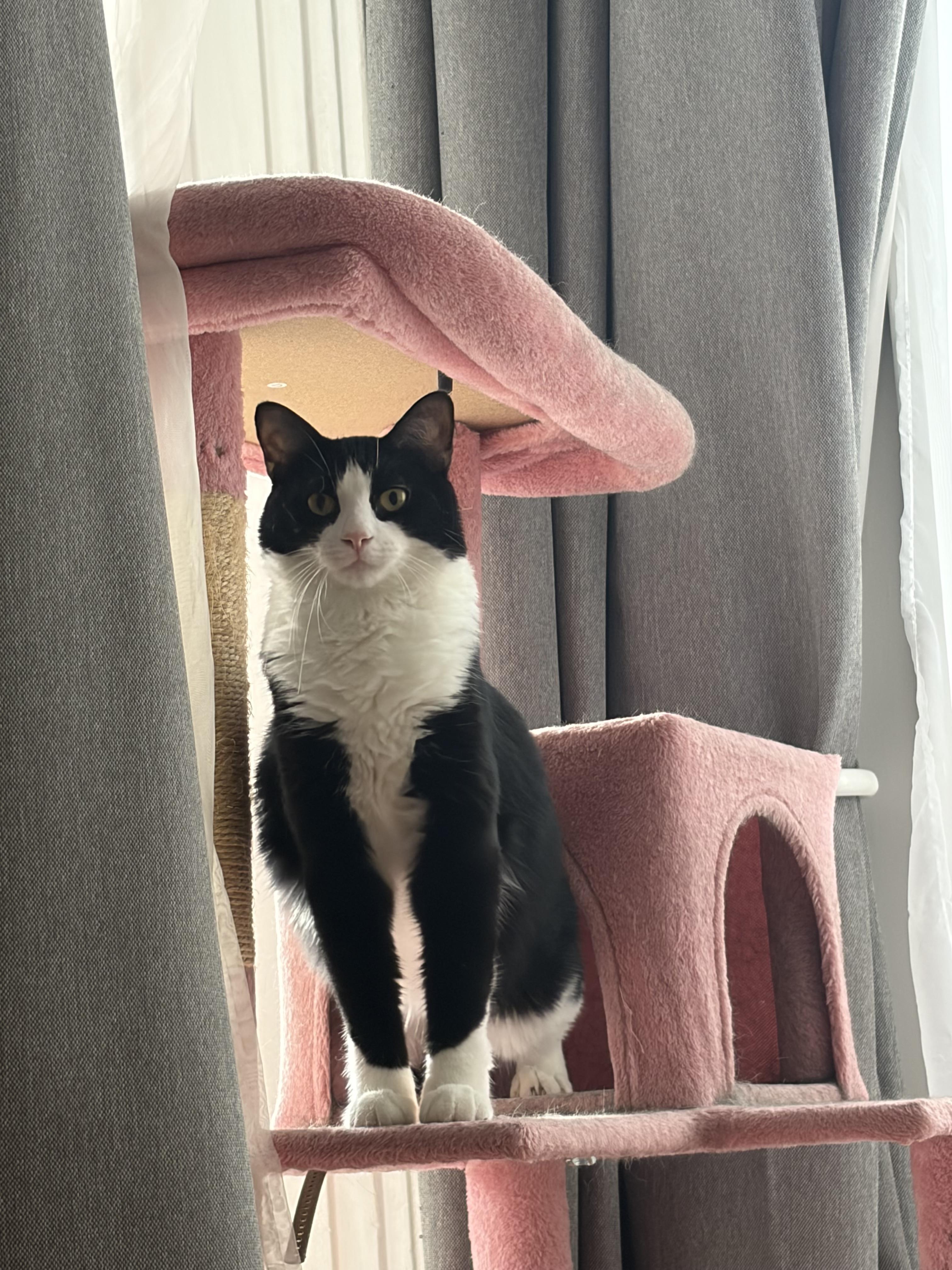 Enlarge Bravo & Boté (DUO), a Adoptable Tuxedo in Verdun, QC image 3/6