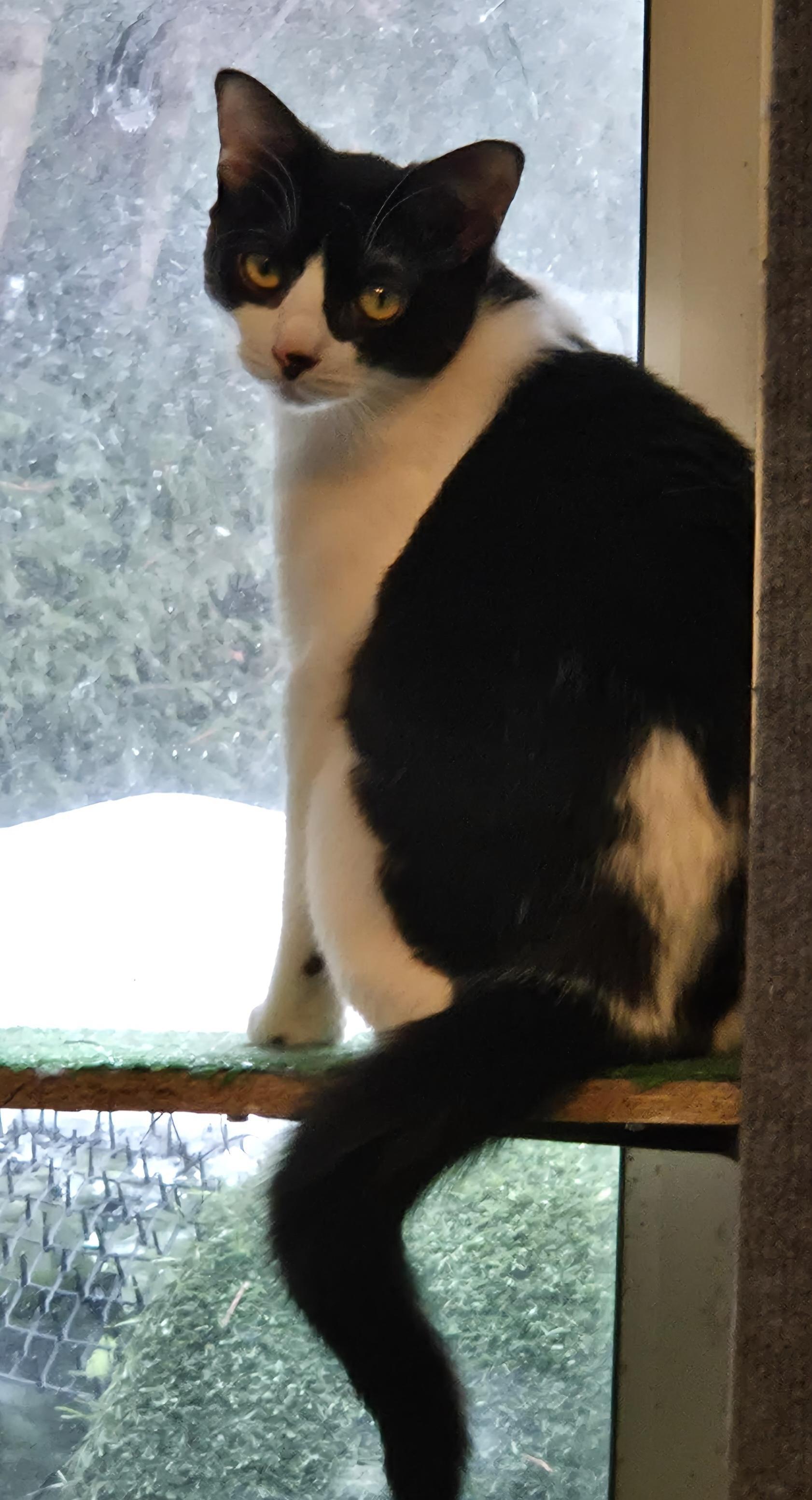 Enlarge Bravo & Boté (DUO), a ADOPTABLE Tuxedo in Verdun, QC image 3/5